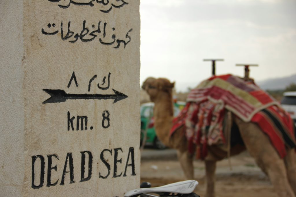 A camel standing by a dead sea sign
